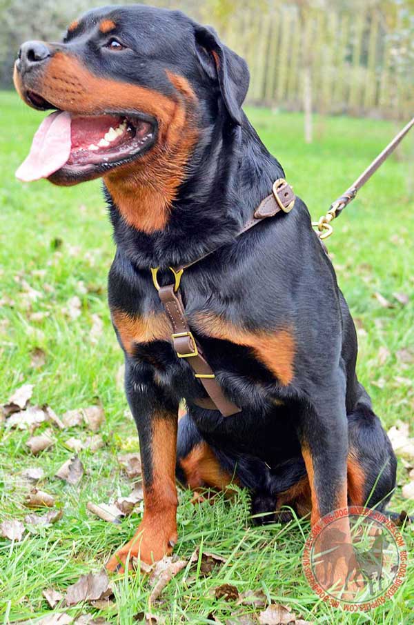 Rottweiler Leather Harness for Tracking