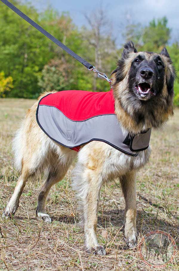 Tervuren dog coat nylon durable water-resistant