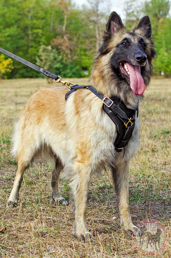 Leather Tervuren harness for obedience training
