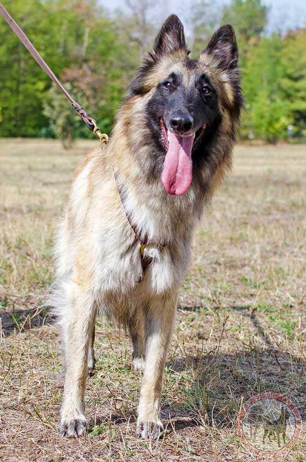 Adjustable Leather Harness for Tervuren