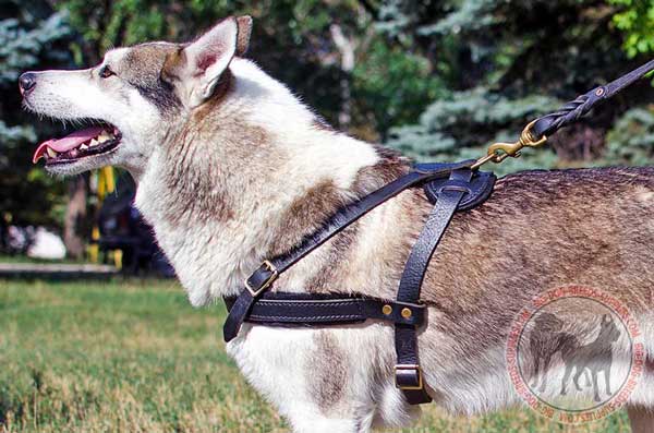 Dog Leather Harness for West Siberian Laika Comfy Tracking