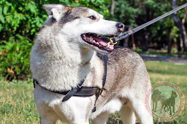 Leather West Siberian Laika Harness with Stitching and Riveting