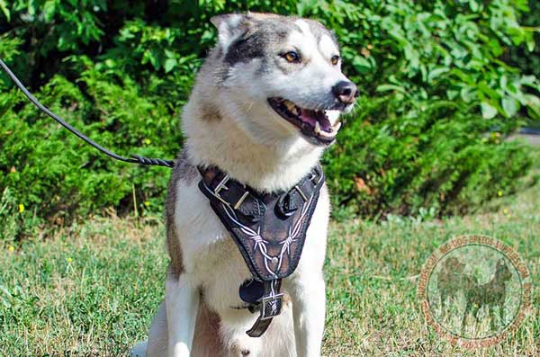 Leather Canine Harness for West Siberian Laika Working Effectively