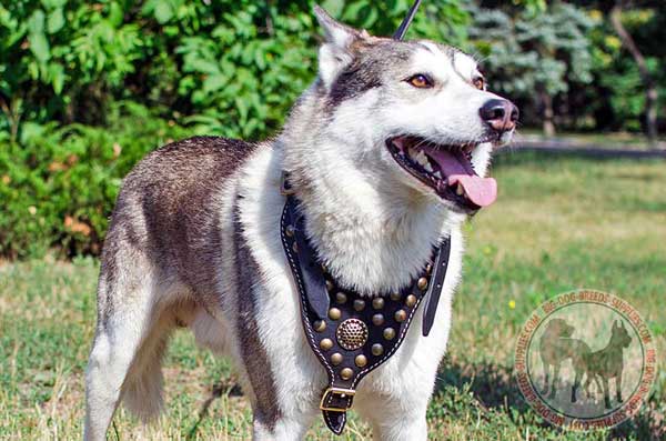 West Siberian Laika harness made of eco-friendly materials