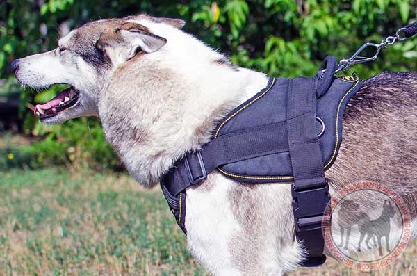 West Siberian Laika nylon harness eco-friendly material