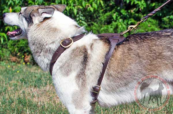 Leather Harness for West Siberian Laika Exercising