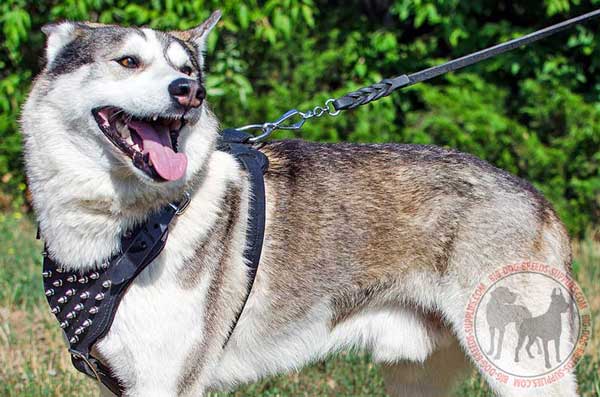 Walking Harness for West Siberian Laika