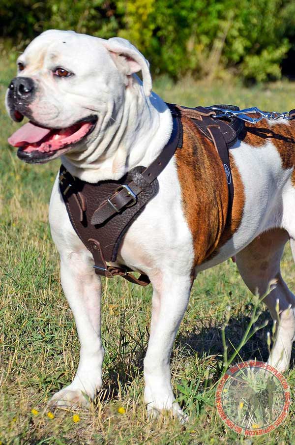 Handmade Leather American Bulldog Harness for Every Day