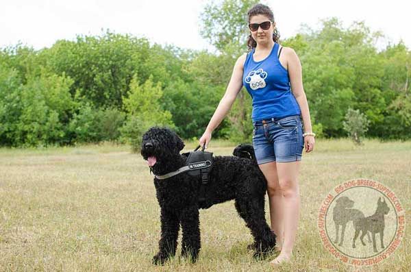 Black Russian Terrier Nylon Harness with Handle