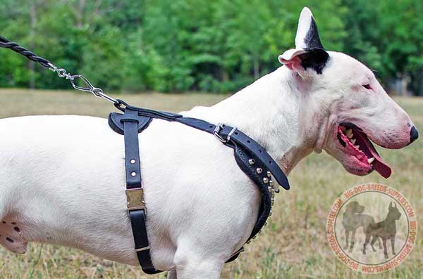 Leather Harness for Bull Terrier Walking