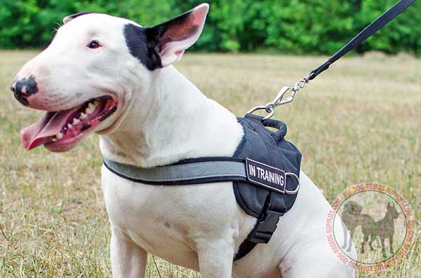 Reflective Bull Terrier Harness for Everyday Usage