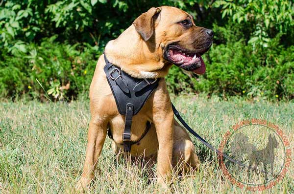 Cane Corso Leather Harness Designed for Training and Walking
