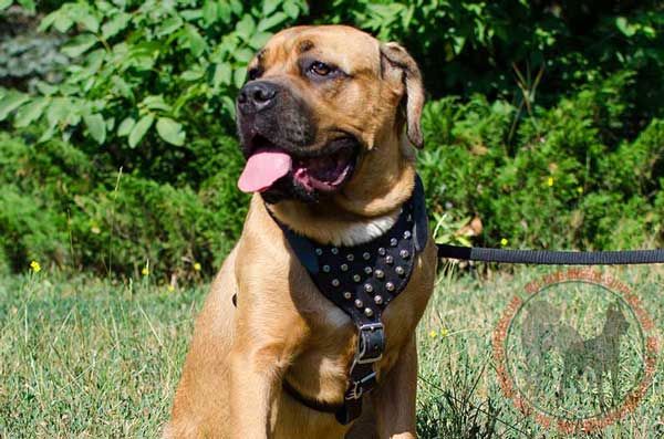 Cane Corso Leather Harness with Studs