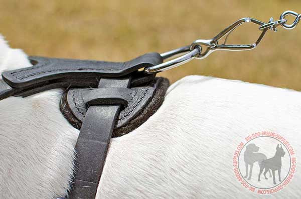 D-Ring sewn in leather harness for attaching a lead