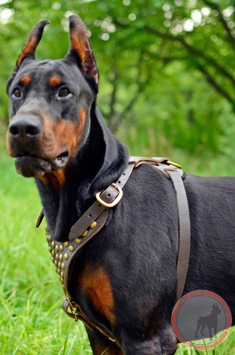 Brass Studded Leather Doberman Harness | Walking | Training