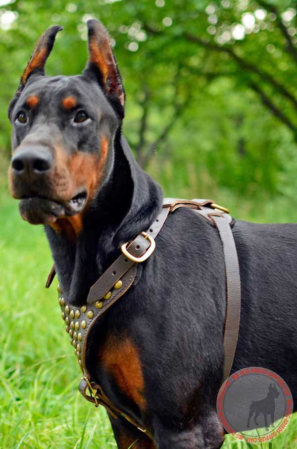 Leather Doberman Harness for Walking in Style