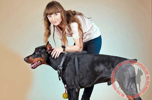 Practical Leather Dog Harness for Doberman Walking and Training