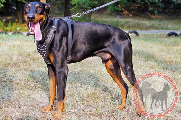 Doberman Leather Harness for Walking in Style