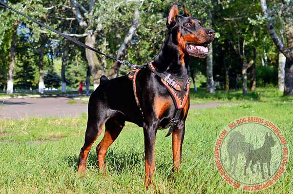 Leather Doberman Harness for Comfy Walking