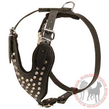 Leather dog harness studded with silverish cones