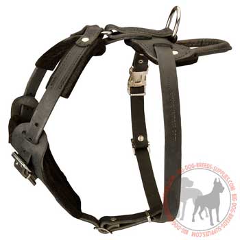 American Pitbull Terrier leather dog harness with regulable straps