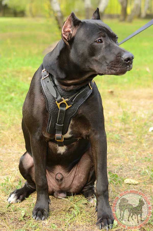 Leather Dog Harness for American Pit Bull Terrier