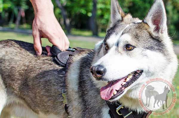 Dog Leather Equipment for West Siberian Laika