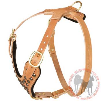 Dog harness tan leather designer for demonstrational walks with American Pit Bull Terrier