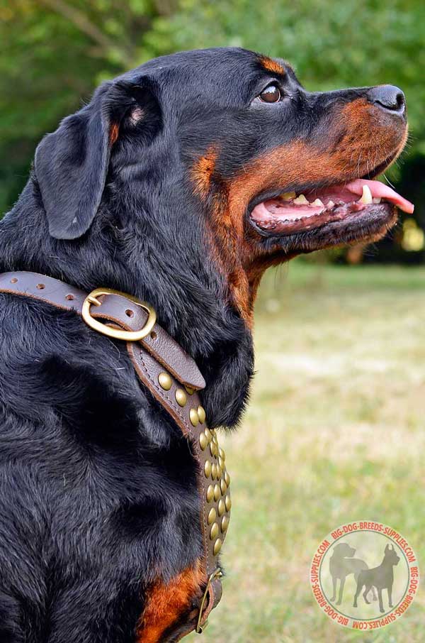 Dog Harness Leather for Rottweiler Walking in Style