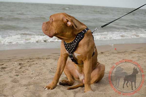 Leather Dogue de Bordeaux Harness Designer for Walking