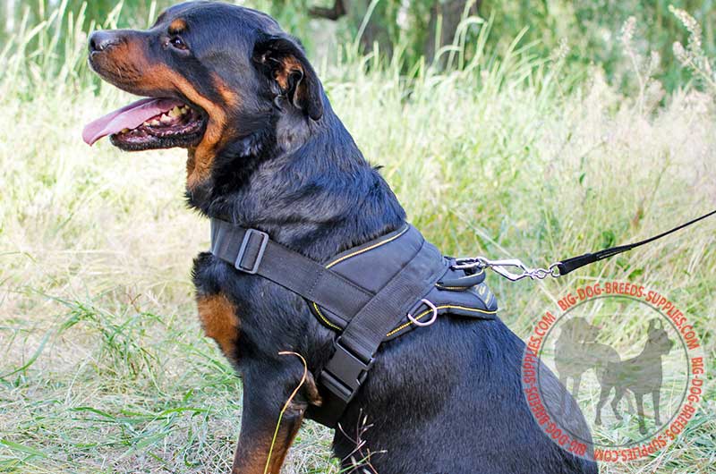 Dog Cart Harness - Dog Pulling Harness - Leather Dog Harness -H5 :  Rottweiler Breed: Dog Harnesses, Muzzles, Collars, Leashes, Bite Sleeves,  Training Equipment