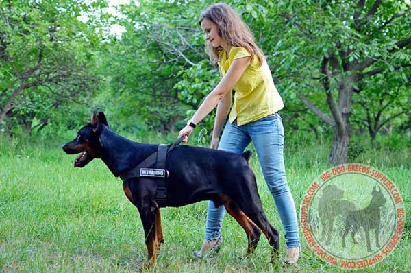 Nylon Harness for  Doberman Identification