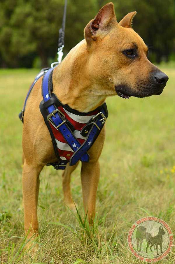 Pit Bull Painted Leather Cool Dog Harness Comfortable Strong
