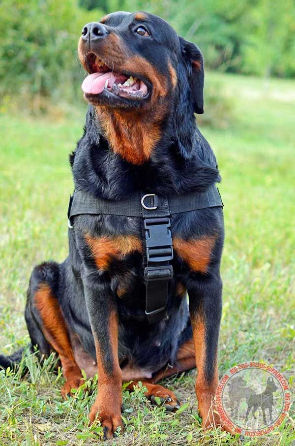 Patch Nylon Dog Harness for Rottweiler