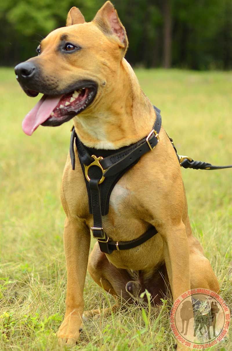 Pitbull Leather Dog Harness for Tracking, Training, Walking