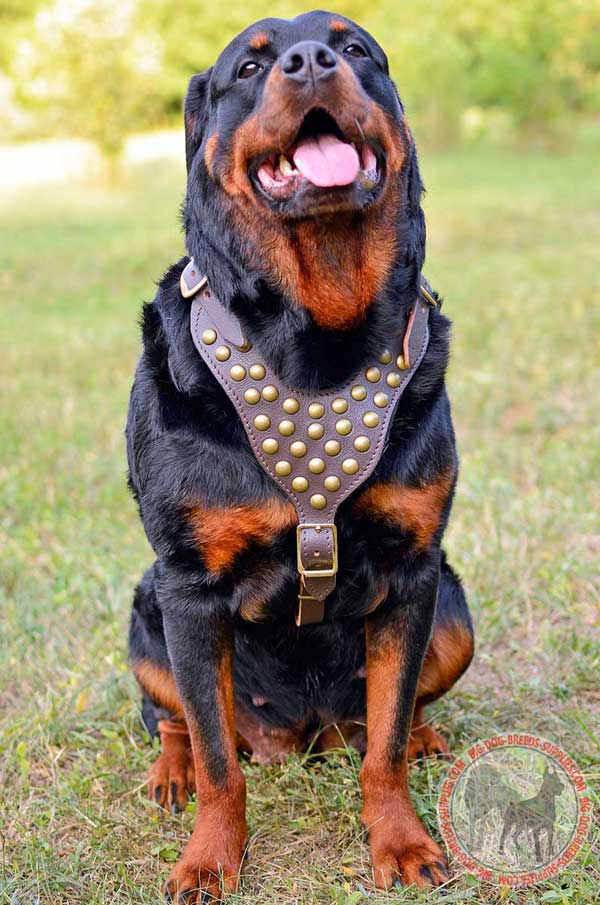 Rottweiler Leathern Harness with Amazing Studs