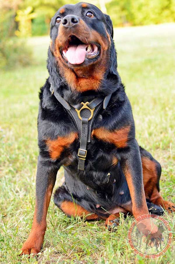 Tracking Rottweiler Harness Leather Comfortable