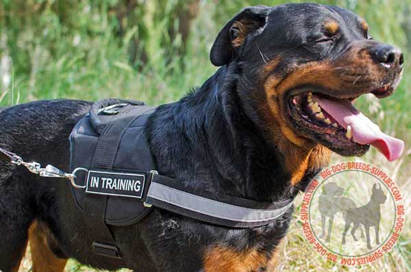 Rottweiler Nylon Harness for All Seasons