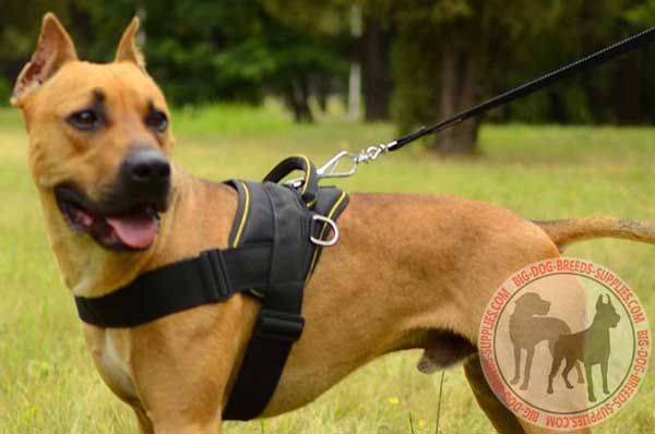 Pitbull Nylon Dog Harness for Pulling and Tracking