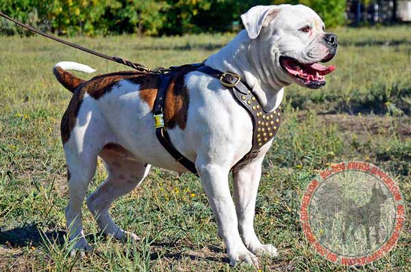 Brass Studded Leather Dog Harness for American Bulldog