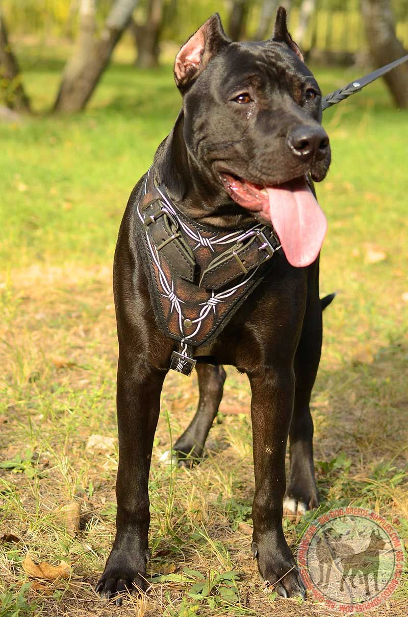 Painted Leather Training Dog Harness Pitbull Breed Attack Work