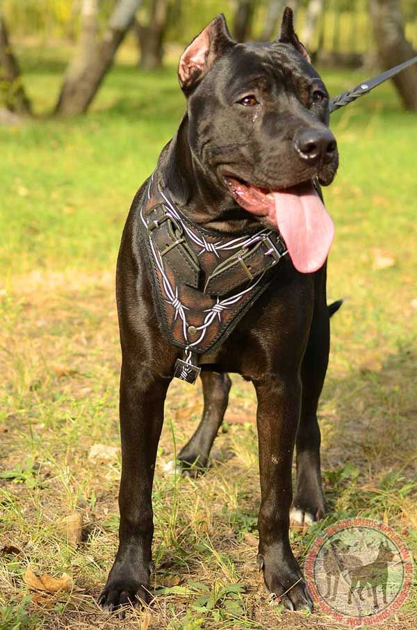 Leather Training Dog Harness for Pit Bull