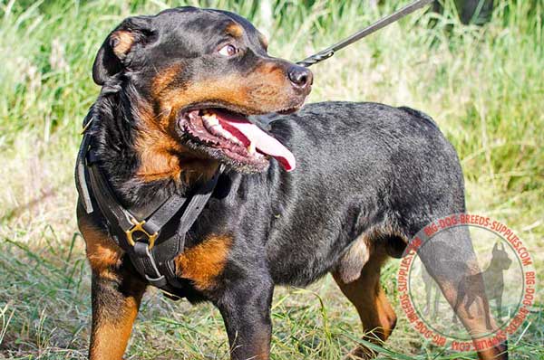 Leather canine harness for Rottweiler