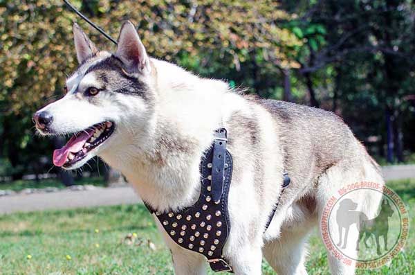 West Siberian Laika Leather Harness with Studded Chest Plate