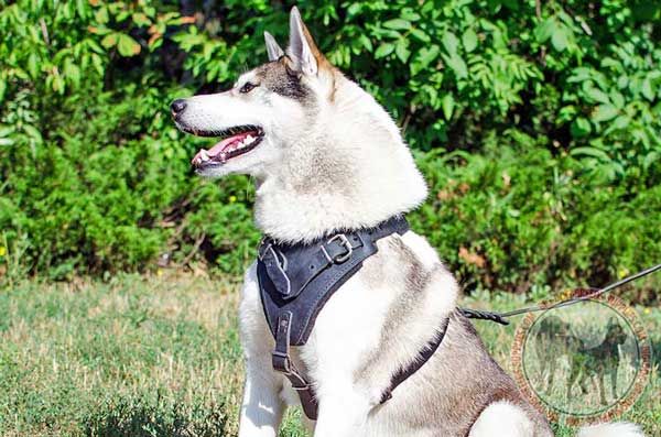 Leather West Sibarian Laika Harness with Broad Chest Plate