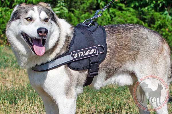 West Siberian Laika Nylon Harness for All Seasons