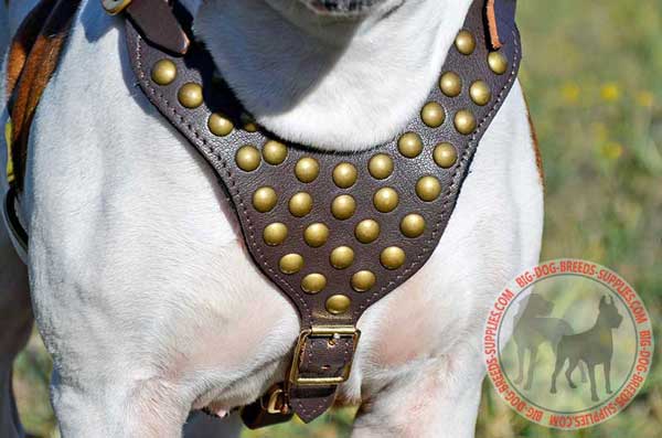 Wide Y-Shaped Breast Plate Decorated with Studs