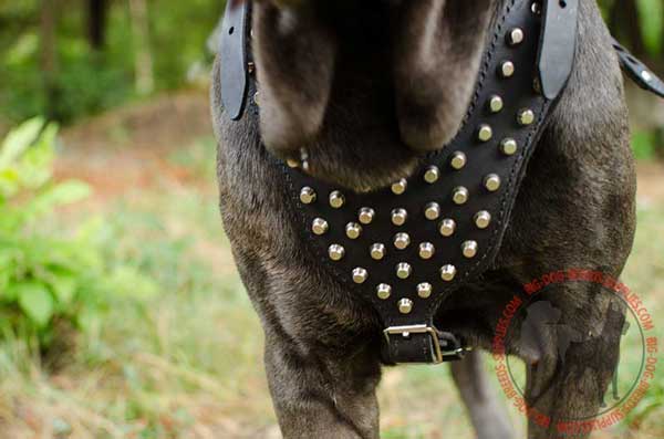 Y-Shaped Chest Plate of Comofrtable Walking Harness