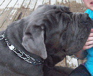 Prong Dog Collar for Large Breeds - HS collar made in Germany