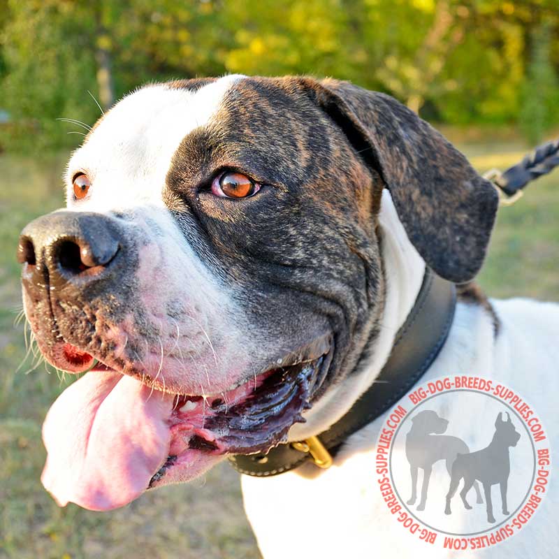 Two Ply Leather American Bulldog Collar for Agitation Training